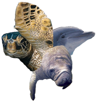 image of manatee, dolphin, & turtle