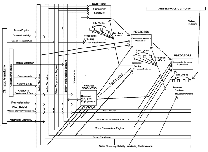 Figure 3. Major processes of the higher trophic levels of Florida Bay and major influencing factors.