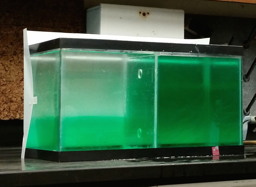 Green Dyed Salty and Fresh Water Green Dyed Salty and Fresh Water