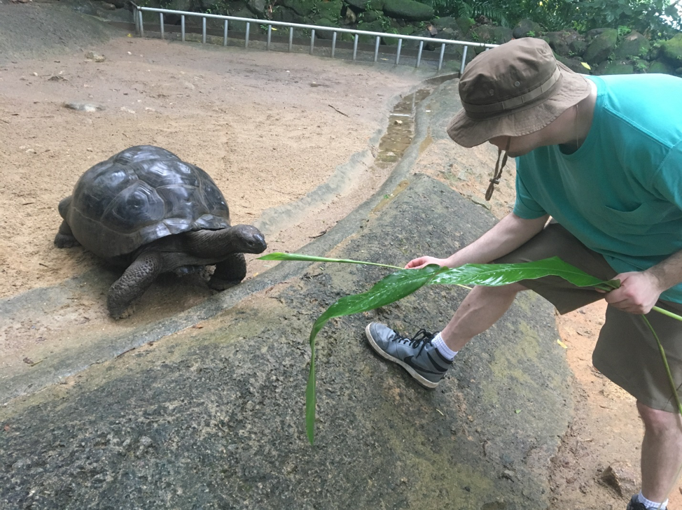 Scientist Andrew Whitley feeding a giant tortoise.  The animals are native to the region and can grow up to 250 kg (over 500 pounds) and have been proven to live longer than 170 years.
