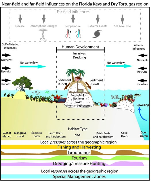 Diagrama conceptual de MARES