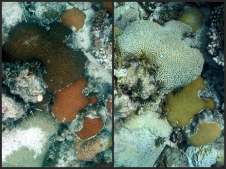 The image on the left shows a coral colony at Cheeca Rocks from July 2013. The image at the right shows the same coral colony in August 2014, with the colony now bleached. The image on the left shows a coral colony at Cheeca Rocks from July 2013. The image at the right shows the same coral colony in August 2014, with the colony now bleached.