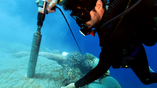 diver drilling for coral core samples