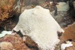 Bleached colony of Meandrina meandrites at Emerald Reef, Key Biscayne, FL. Image credit: NOAA