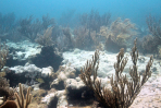 Extensive bleaching of the soft coral Palythoa caribaeorum on Emerald Reef, Key Biscayne, FL. Image credit: NOAA