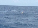 The first glider successfully deployed and transmitting data. Image credit: NOAA