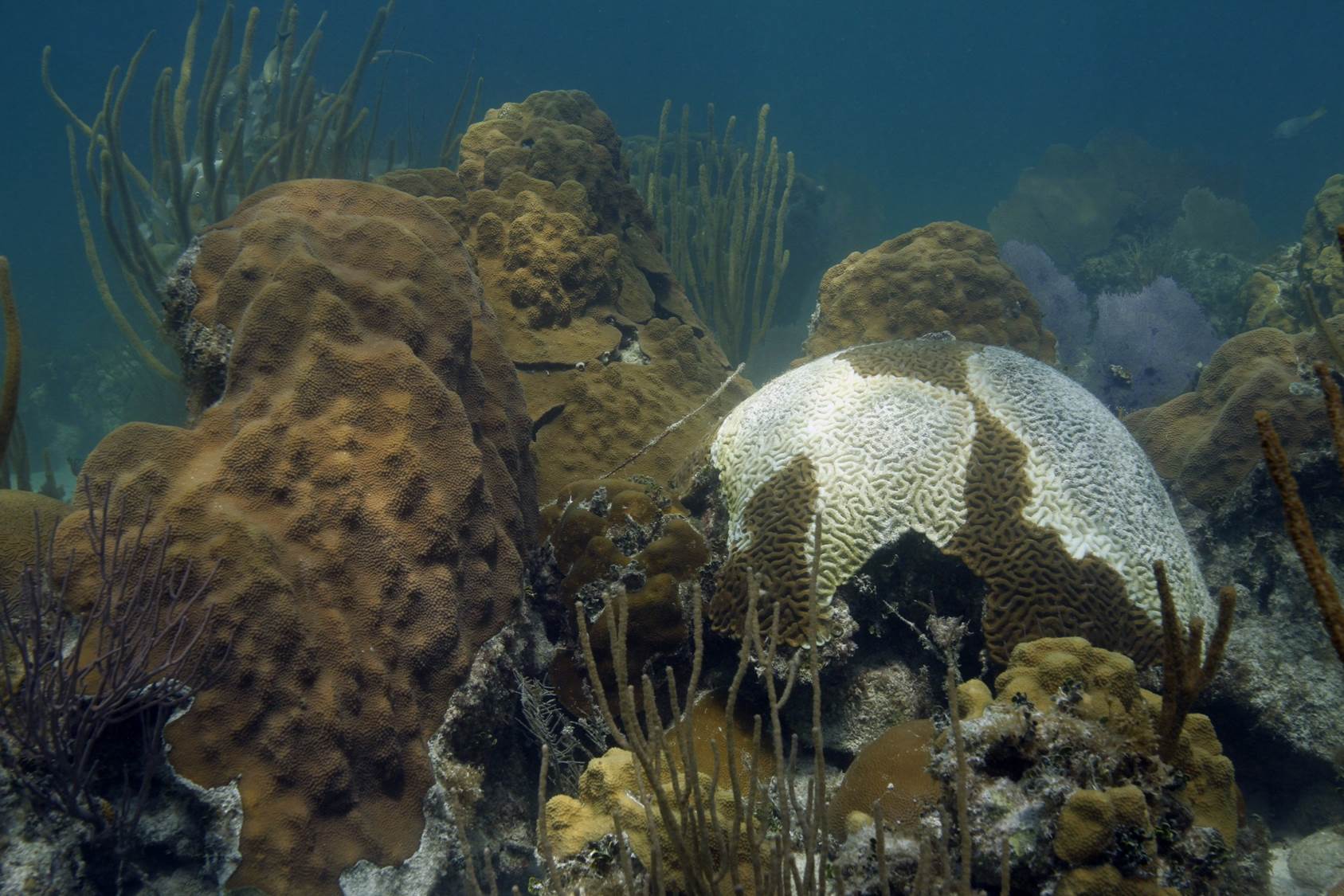 Enfermedad de los Corales de Florida Abril 2018