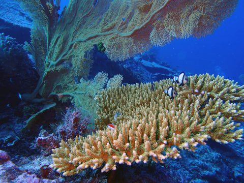 An Acropora colony in the Chagos archipelago. Photo credit: Lauren Valentino, NOAA