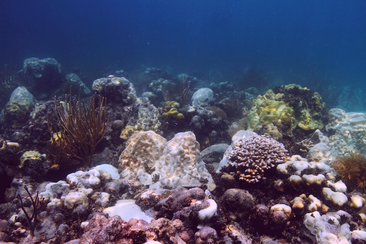 Las colonias de coral en Cheeca Rocks, en los Cayos de Florida, muestran evidencias de blanqueo. Crédito de la imagen: NOAA