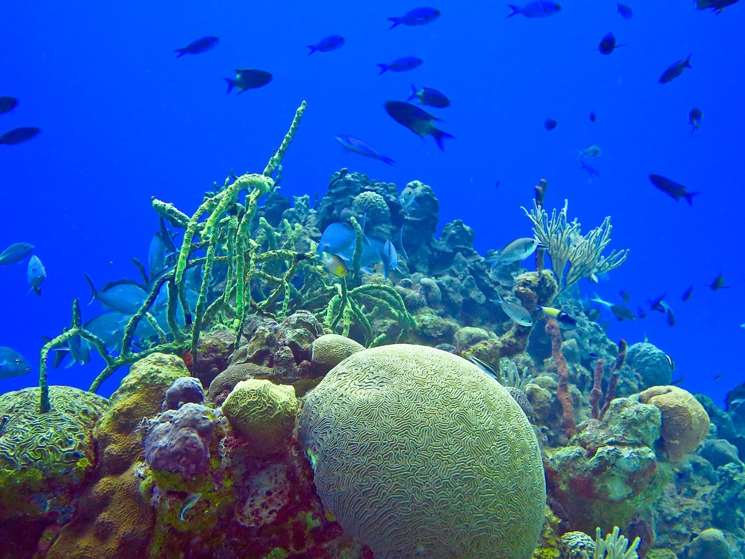 Image showing massive corals against blue water on a reef in Cuba. Photo Credit: NOAA.