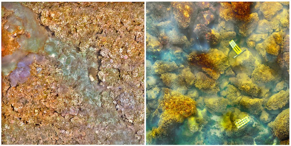 Imágenes de fotomosaico de alta resolución tomadas en la isla de Maug. Crédito de la foto: NOAA