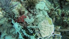 Completely bleached Millepora alcicornis, Agaricia agaricites and Porites asteroides colonies at Horseshoe Reef in the Florida Keys. Image credit: NOAA
