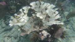 Partially bleached Acropora palmata colony at Little Grecian Rocks in the Florida Keys. Image credit: NOAA