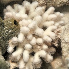 Bleached colony of Porites divaricata at Dome Reef in Biscayne National Park. Image credit: NOAA