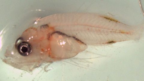 A lionfish larvae. Image credit: NOAA