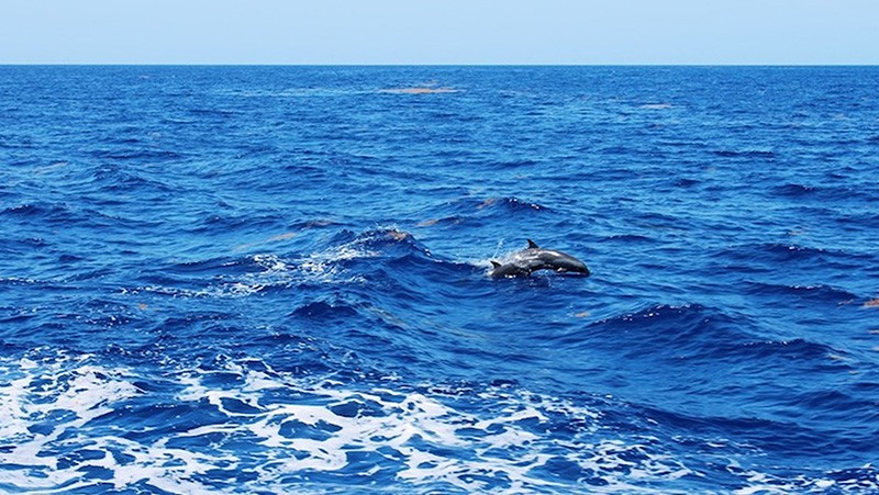 Una pareja de delfines nariz de botella navegando detrás del Nancy Foster. Crédito de la imagen: NOAA