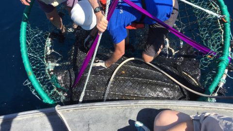 NOAA scientists secure a leatherback turtle before applying a satellite tag on the back of the R/V Hildebrand. Image credit: NOAA