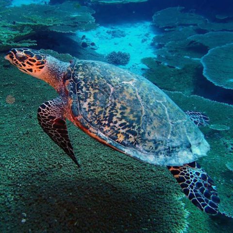 A hawksbill sea turtle (Eretmochelys imbricata) glides over a reef in the Chagos Marine Protected Area. Photo credit: Lauren Valentino, NOAA