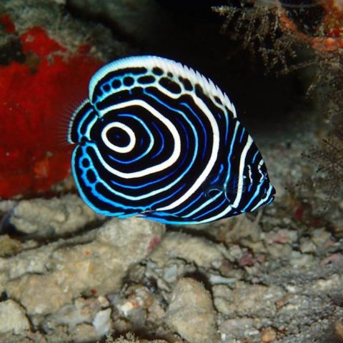 Juvenile Emperor Angelfish (Pomacanthus imperator). Photo credit: Lauren Valentino, NOAA