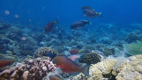 Reefscape in Chagos archipelago. Photo credit: Lauren Valentino, NOAA
