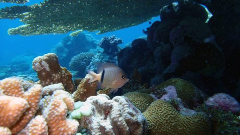 A reefscape in Chagos archipelago. Photo credit: Lauren Valentino, NOAA