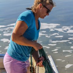 Researcher pulls up a trawl in order to document species during the Juvenile Sportfish Survey. Photo Credit: NOAA AOML.