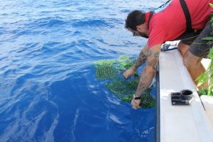 AOML researcher deploying a GPS tracked sargassum-drifter