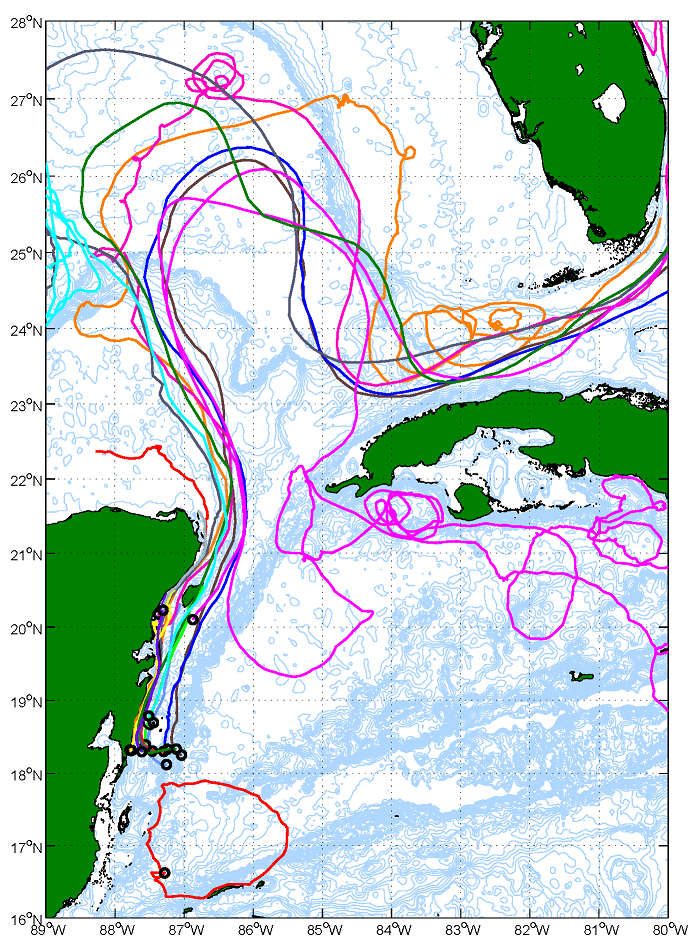 Trayectorias de todos los vagabundos que se desplegaron durante el crucero de enero de 2007. Los vagabundos fueron arrojados a 15 m de profundidad, y cada punto representa una submuestra de 6 horas de ubicación de un vagabundo. Las trayectorias muestran claramente los regímenes de circulación del norte y del sur, e ilustran la conectividad entre el SAM, el Golfo de México, el sur de Florida y las aguas costeras de Cuba. Crédito de la imagen: NOAA