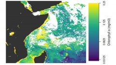 Ocean chlorophyll-a composite map using NOAA VIRS and NASA MODIS satellites. (Credit: Dr. Greg Silsbe)