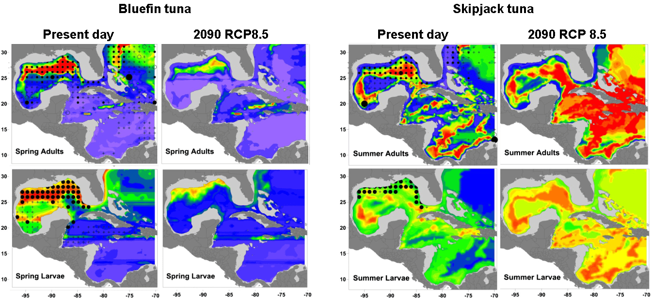 Kriged predijo las probabilidades de ocurrencia para el atún rojo adulto y larval (paneles izquierdos) en primavera y para el atún listado (paneles derechos) en verano. Se muestran los resultados para la década de 2000, y para 2090, bajo RCP 8.5. También se muestran los datos observados de la base de datos de la Tarea II de la CICAA (adultos) y los estudios del plancton del SEAMAP (larvas) para el mismo período de tiempo (mapas posteriores). Los lugares en que se registraron adultos, pero el efecto fue bajo, se muestran como círculos abiertos.