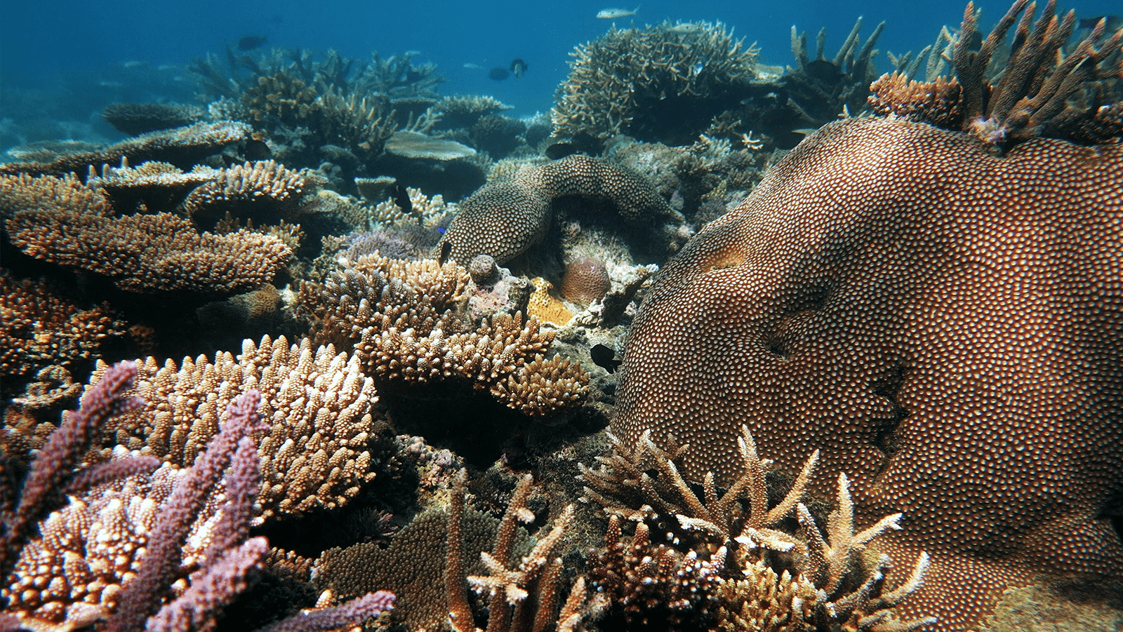 Imagen de un arrecife de coral tomada por Derek Manzello del AOML.