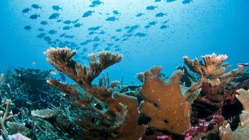 Un mar azul y un gran trozo de coral cuerno de alce se alza sobre el arrecife (naranja) con peces de diferentes formas arremolinándose casi en círculo sobre el arrecife.