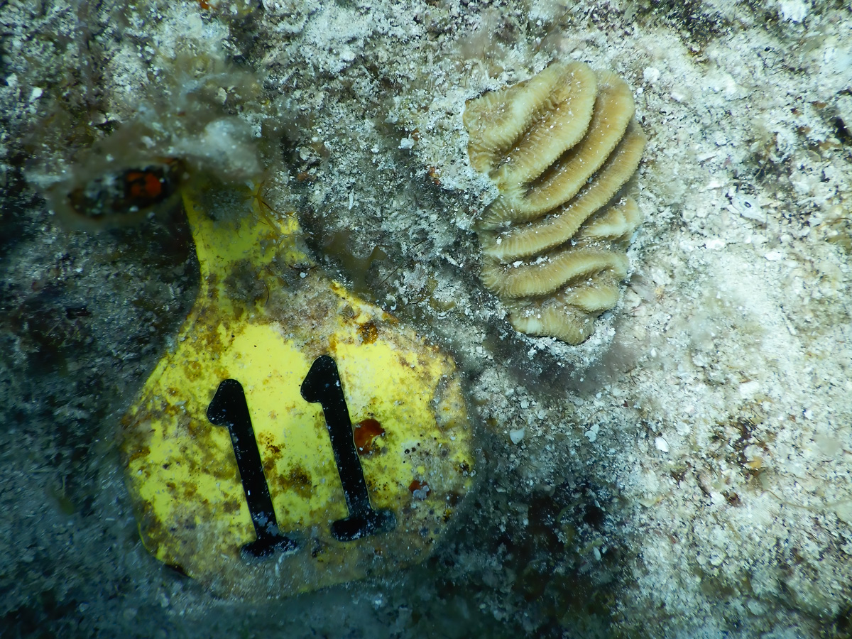 Photo of white-yellow coral fragment with deep grooves and ridges and specks of white on the algae-encrusted substrate (gray with green splotches) next to yellow tag identifying the coral as 11 in bold black numbers.
