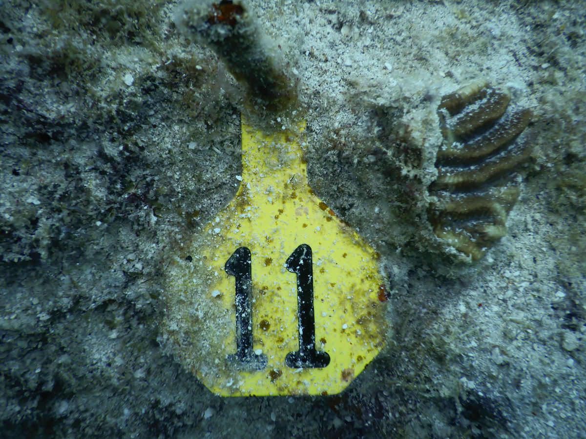 Photo of healthy dark brown coral fragment with deep grooves and ridges on the algae-encrusted substrate (gray with green splotches) next to yellow tag identifying the coral as 11 in bold black numbers.