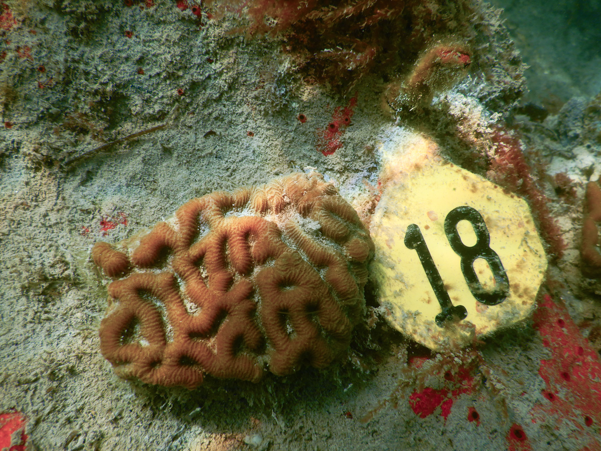 Photo of healthy orange reef fragment with deep grooves and ridges on the algae-encrusted substrate (grayish with red spots) next to yellow tag identifying the reef as 18in bold black numbers.