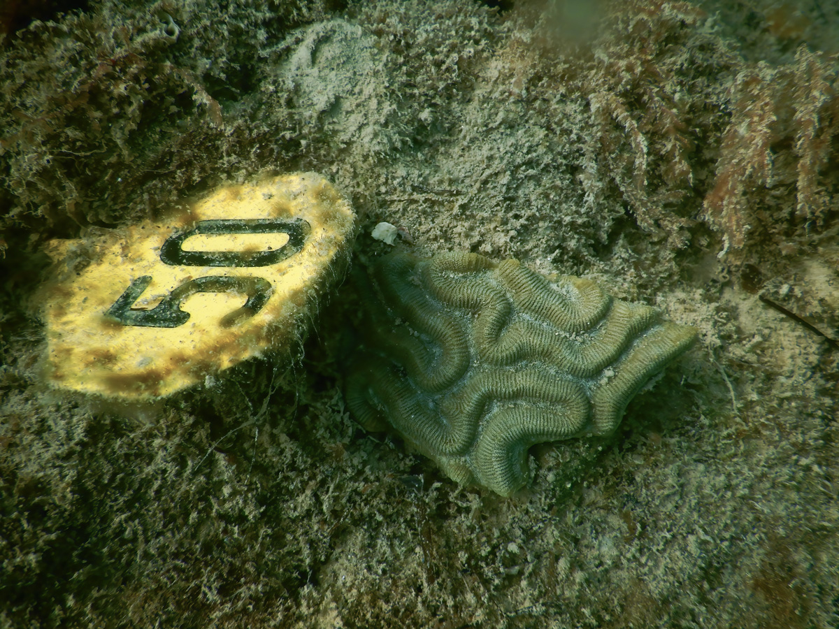 Photo of healthy, dark green reef fragment on the algae-encrusted rock (greenish brown) next to yellow tag identifying the coral as 50 in bold black numbers. Coral has deep grooves and ridges