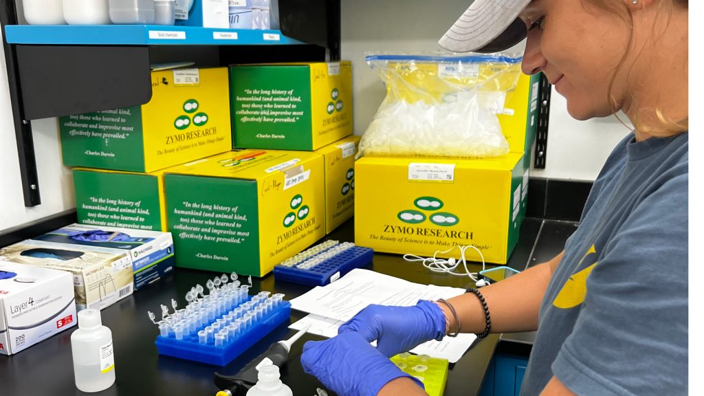 Taylor Gill stands at a counter with lab equipment wearing a brown hat, gray tee shirt and blue gloves as she puts clear test tubes in a yellow container, organized into several rows. A pipette is horizontal on the counter in front of a second, blue container with rows of empty test tubes, yellow and green boxes labeled "Zymo Research" cover the counter. 