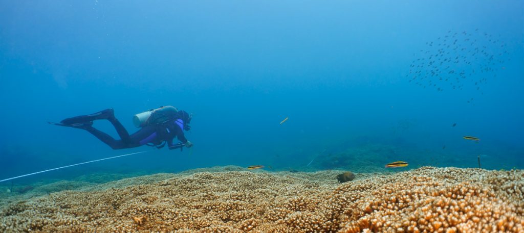 Color image of Ana Palacio-Castro dive surveying a tropical Eastern Pacific reef dominated by Pocillopora corals