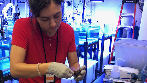 Kenzie Cooke wears a red collared shirt with a pony tail and white globes as she handles a piece of coral in a blue lab with blue aquarium tanks behind her and a red ladder on one end. 