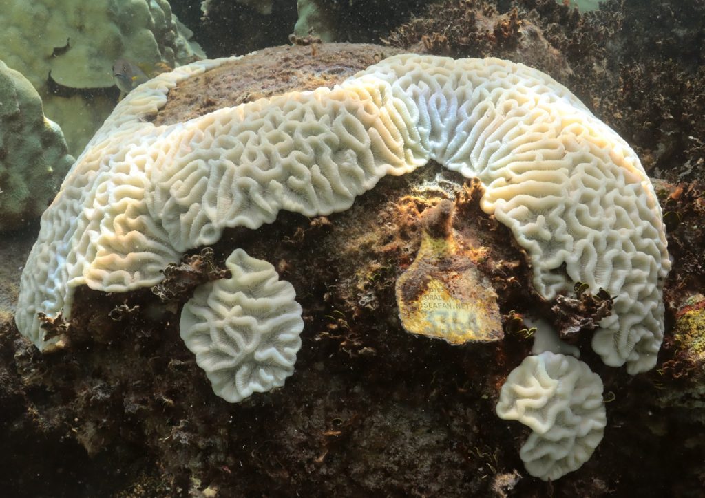A mound of bleached white coral with deep grooves and a yellow tag to identify it for research. Large areas are dark brown where the coral has been eroded by disease. 
