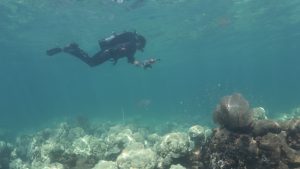Ian Enochs, Ph.D. collecting photomosaics swimming with dive gear in the shallow waters as he takes photos with the huge camera of bleached Orbicella faveolata (Mountainous Star Coral) at Cheeca Rocks on July 31st, 2023.