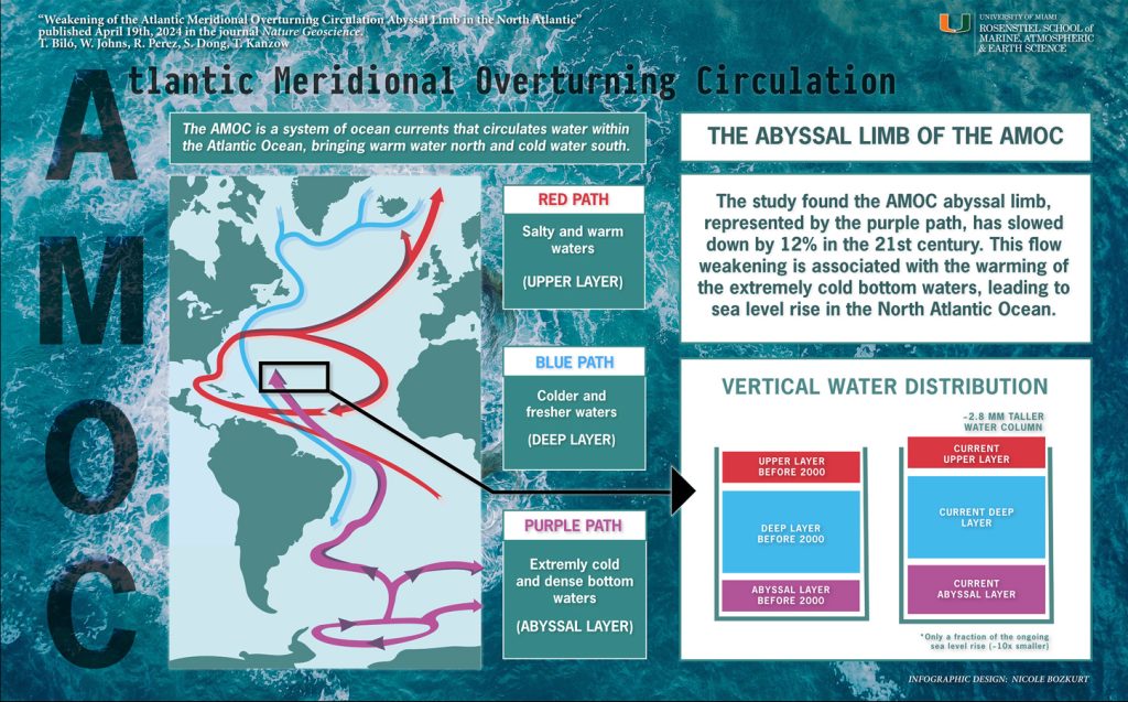 INFOGRAPHIC DISPLAYING AMOC with ablue ocean background and waves A M O C in big letters vertically on the left side and the map of the Atlantic Ocean Circulation in blue water flying passed green outlined continents. The right side of the infograph displays the text: The Abyssal Limb of the AMOC: The study found the AMOC Abyssal limb, represented by the purple path, has slowed down by 12% in the 21st Cenury. THis flow weakening is associated with the warming of the extremely cold botomo waters, leading to sea level rise in the North Atlantic Ocean. Then te bottom square explains "Vertical Water Distribution with a bar graph displaying eaqually sized red blue an purple boxes."