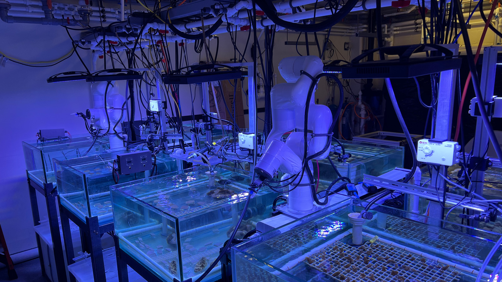 Imagen de los tanques del laboratorio experimental de arrecifes. Crédito de la foto: NOAA. Tanques del laboratorio medioambiental de arrecifes. Fotografía: NOAA. Dos brazos robóticos blancos cuelgan sobre una serie de tanques bajo la luz azul con un círculo negro en el extremo donde se sujetan las pipetas