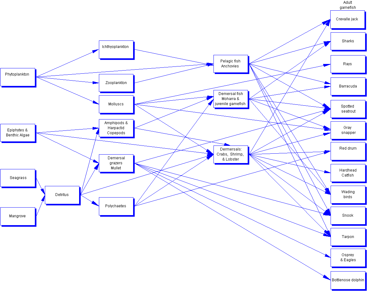 Figure 1. Trophic relationships of higher trophic levels of Florida Bay.