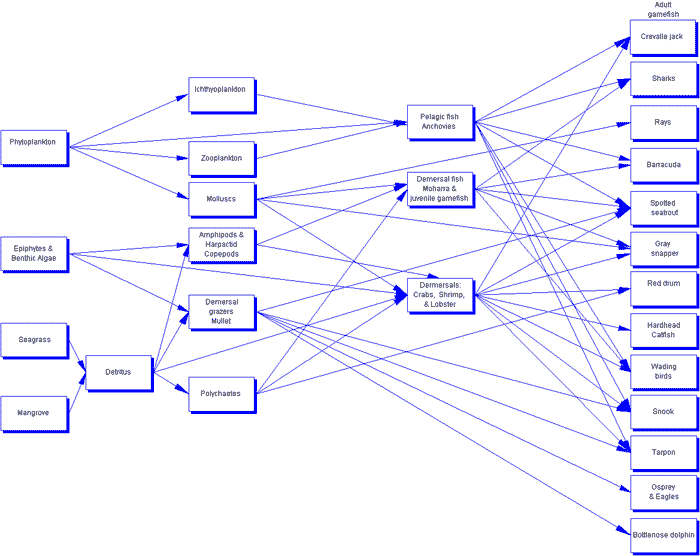 Figure 1. Trophic relationships of higher trophic levels of Florida Bay.