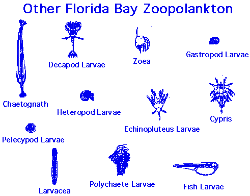 Florida Bay station map