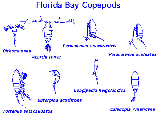 Florida Bay Copepods