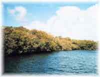 [Coastal/Regional:mangrove inlet image]