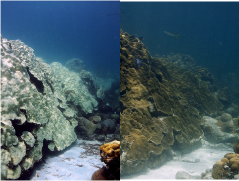 Checca Bleaching. Image Credit, NOAA.
