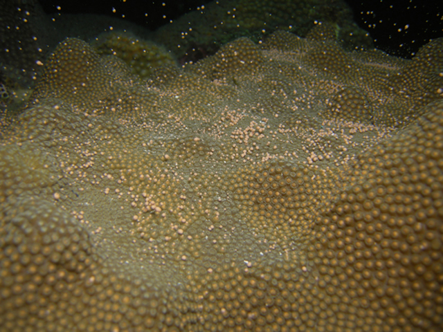 Mountainous Star Coral (Orbicella faveolata) spawning in the Florida Keys National Marine Sanctuary. Image credit: NOAA